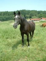 Cedra